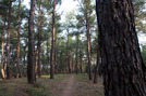 Κομοτηνή, Δάσος της Νυμφαίας